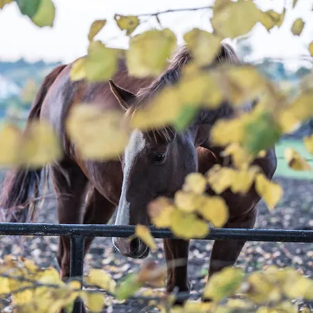 Farm stay Palac Baborowko