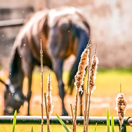 Palac Baborowko Lantgård Szamotuły