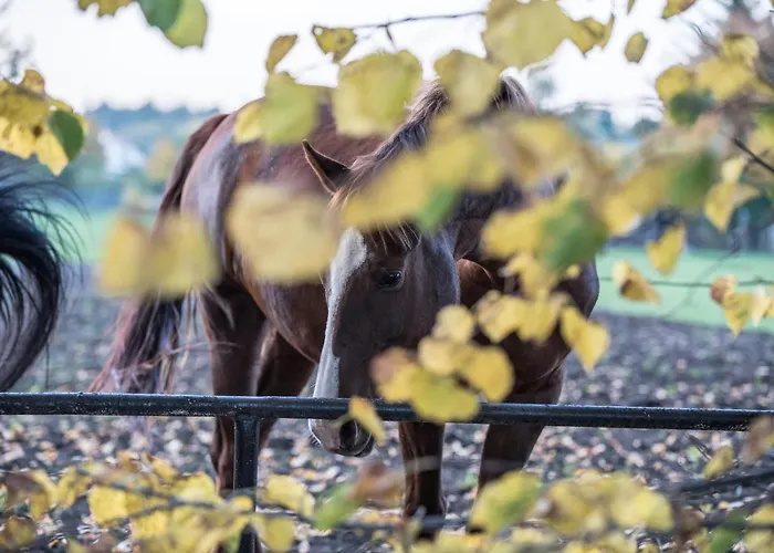 Farm stay Palac Baborowko