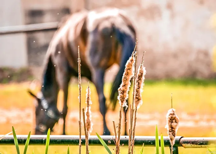 Palac Baborowko Farm stay Szamotuly